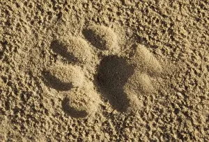 Lion Prints: Picture No. 11991470
