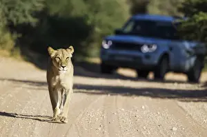 Lion Prints: Picture No. 11991471