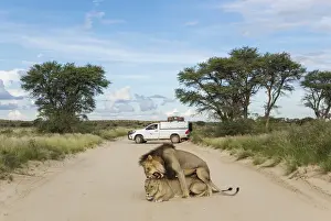 Lion Prints: Picture No. 11991472
