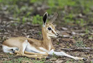 Bovidae Prints: Picture No. 11991509
