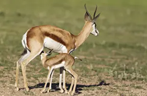 Antelope Prints: Picture No. 11991513
