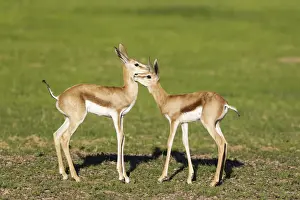 Bovidae Prints: Picture No. 11991519