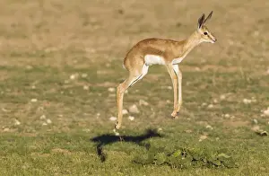 Antelope Prints: Picture No. 11991524