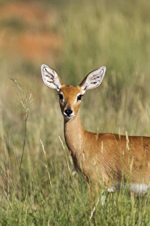 Steenboks Collection: Picture No. 11991527