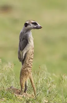 Mongoose Prints: Picture No. 11991528