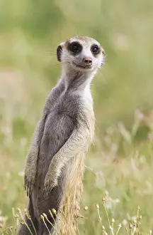 Mongoose Prints: Picture No. 11991531