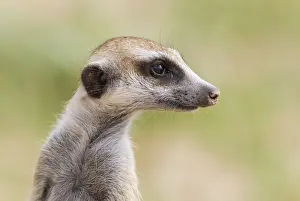 Mongoose Prints: Picture No. 11991532