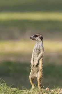 Mongoose Prints: Picture No. 11991533