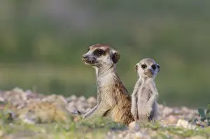 Mongoose Prints: Picture No. 11991535
