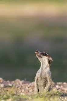 Mongoose Prints: Picture No. 11991537