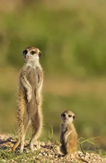 Mongoose Prints: Picture No. 11991540