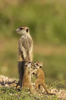Suricates Prints: Picture No. 11991541