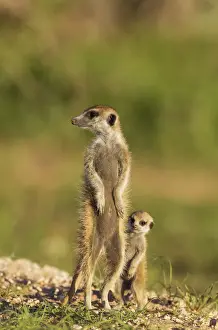 Mongoose Prints: Picture No. 11991542