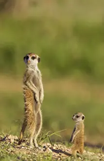 Suricates Prints: Picture No. 11991543