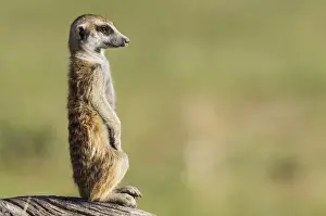 Suricates Prints: Picture No. 11991544