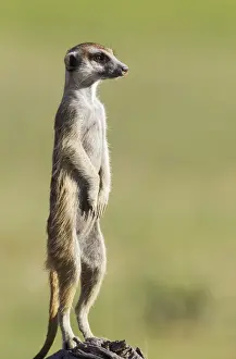 Suricates Prints: Picture No. 11991545