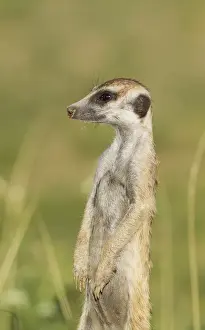 Suricates Prints: Picture No. 11991546