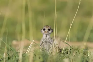 Suricates Prints: Picture No. 11991548