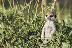 Suricates Prints: Picture No. 11991549
