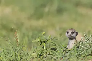 Suricates Prints: Picture No. 11991550