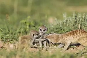 Suricates Prints: Picture No. 11991552