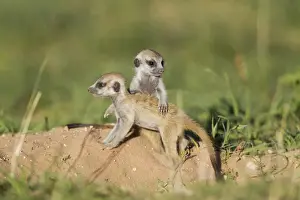 Suricates Prints: Picture No. 11991553