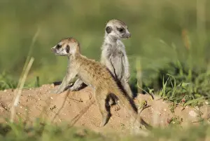 Suricates Prints: Picture No. 11991554