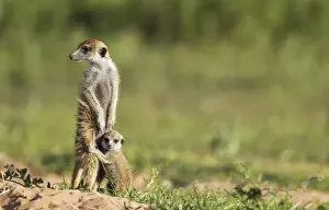Suricates Prints: Picture No. 11991555