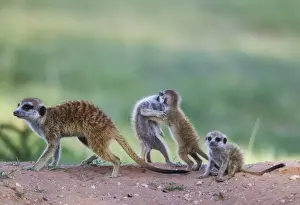 Suricates Prints: Picture No. 11991556