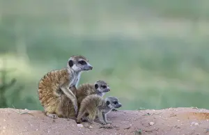 Suricates Prints: Picture No. 11991558