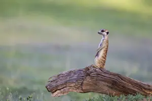 Suricates Prints: Picture No. 11991559