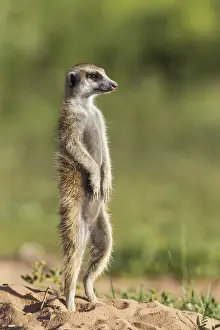 Suricates Prints: Picture No. 11991560