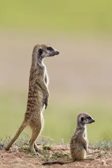 Suricates Prints: Picture No. 11991565