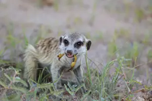 Suricates Prints: Picture No. 11991568