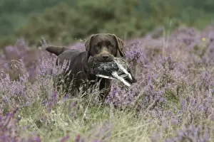 Grouse Prints: Picture No. 11991588