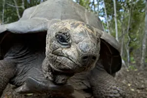 Tortoise Prints: Picture No. 11991629