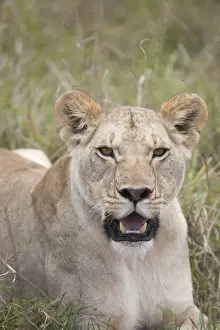 Lionesses Prints: Picture No. 11991630