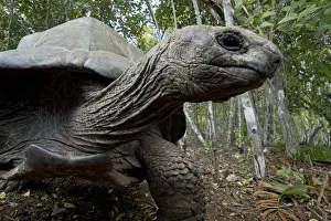 Tortoise Prints: Picture No. 11991635