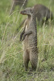 Mongoose Prints: Picture No. 11991640