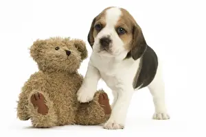 Cuddly Prints: Picture No. 11991673