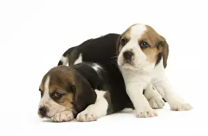 Beagles Prints: Picture No. 11991674