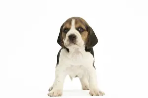 Beagles Prints: Picture No. 11991675