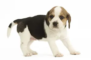 Beagles Prints: Picture No. 11991676