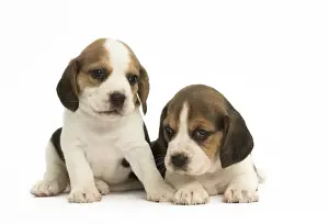 Beagles Prints: Picture No. 11991677