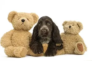 Cuddly Prints: Picture No. 11991699