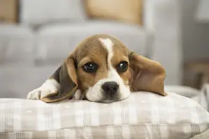 Beagles Prints: Picture No. 11991708