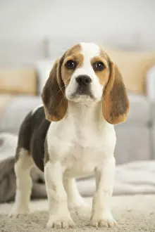 Beagles Prints: Picture No. 11991710
