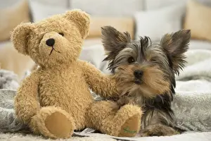 Cuddly Prints: Picture No. 11991721