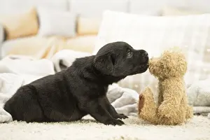 Cuddly Prints: Picture No. 11991746