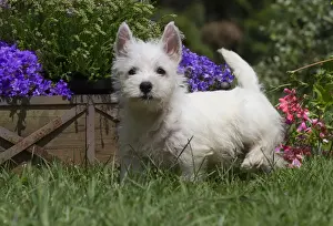 Westies Prints: Picture No. 11991836